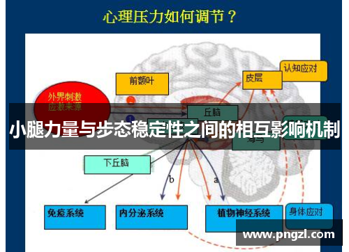 小腿力量与步态稳定性之间的相互影响机制